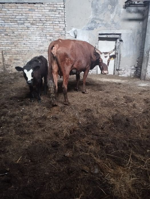 Продам корова с теленка