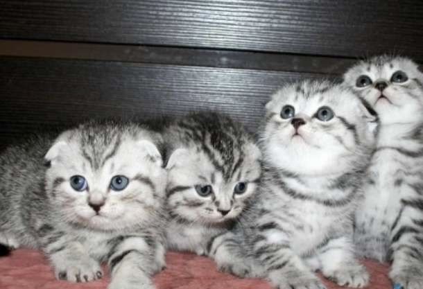 Шотландские Котята