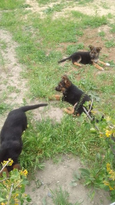 ПРОДАЮ ЩЕНЬКОВ  ВОС-Европейской овчарки