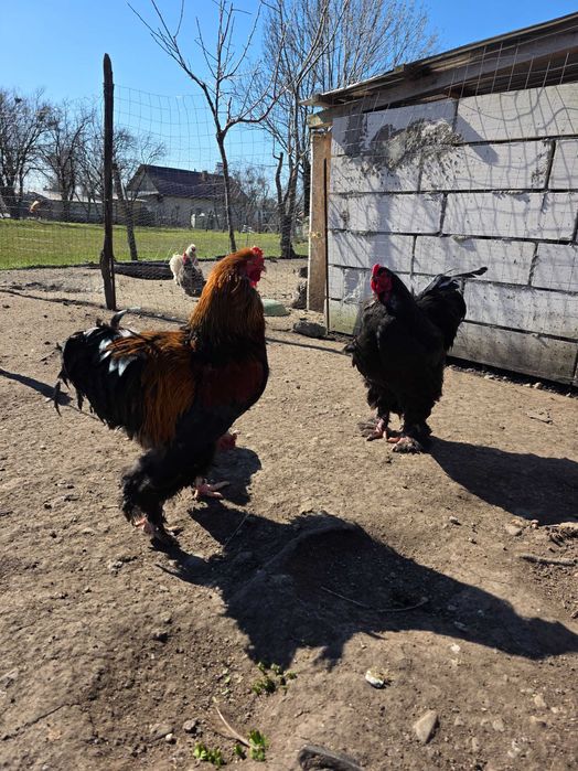 Vand cocoși brahma,matase japoneză si conchinchina