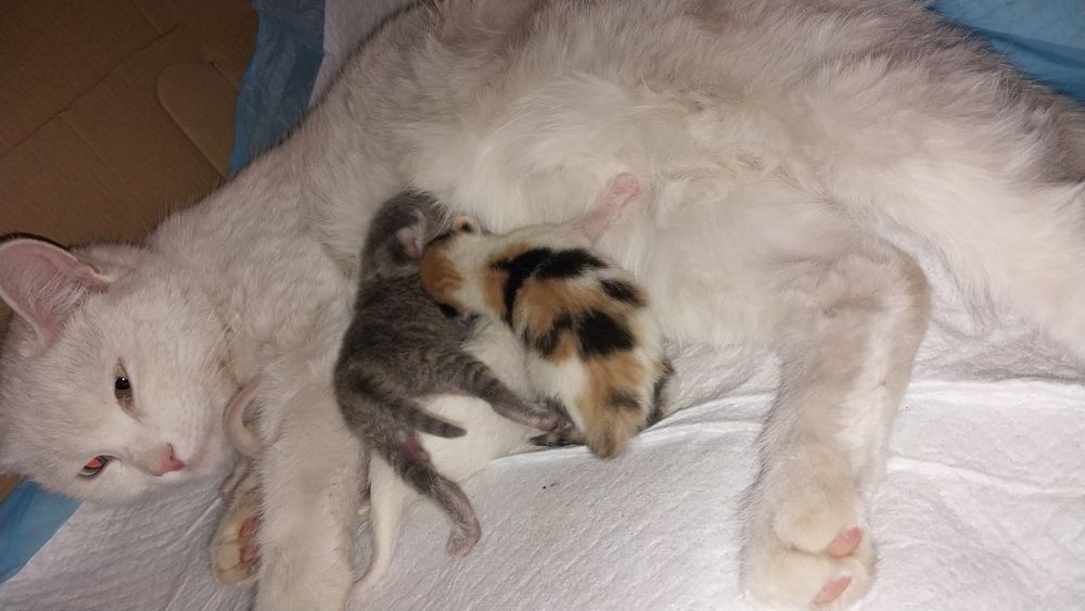 Отдам котят в добрые руки