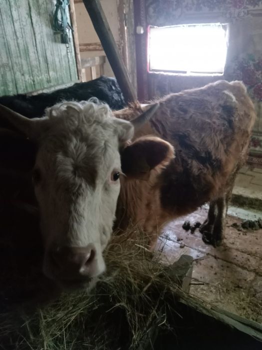 Сельскохозяйственное животное