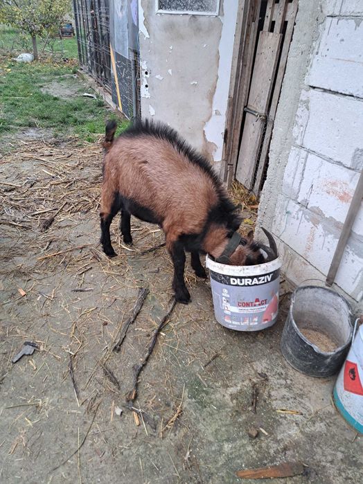 Tap alpin francez si capra gestanta cauta casa noua buna de lapte