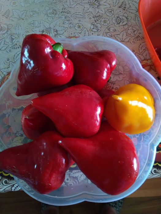 Семена сладкого перца Леся (сорт)