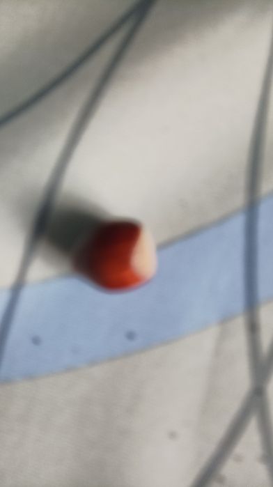 Дерево фундук,и семена фундука