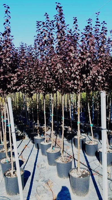 Tuia smaragd / columnaris / mesteacan betula / tei argintiu mirositor