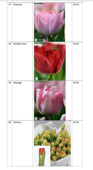 Тюльпаны опт/розница гарантия качества