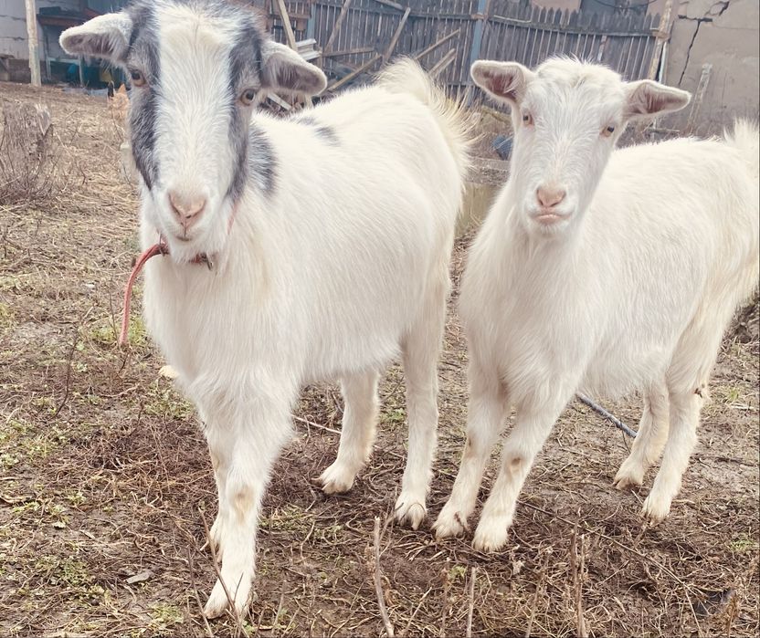 Iedute din capra saanen