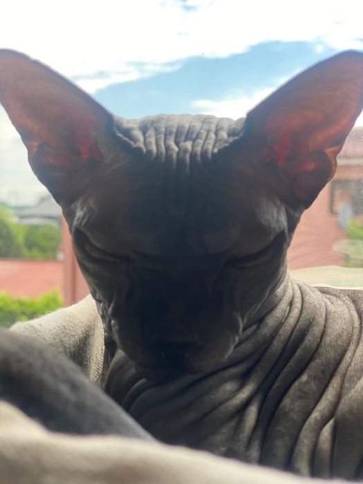 De vanzare doua pisici sphinx