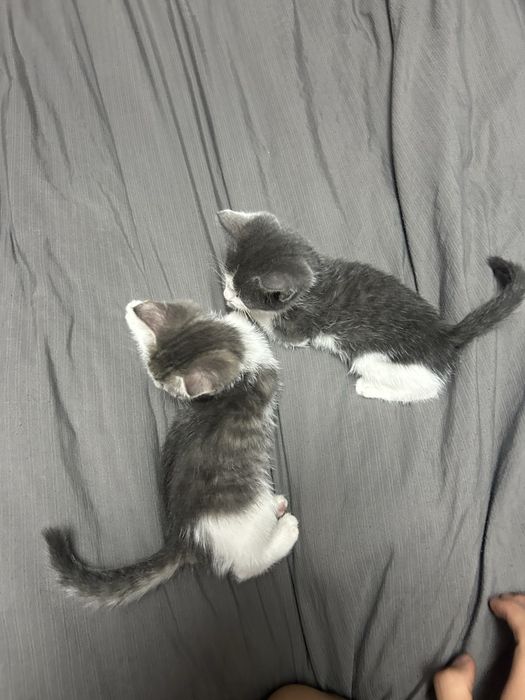 Отдам котят в добрые руки