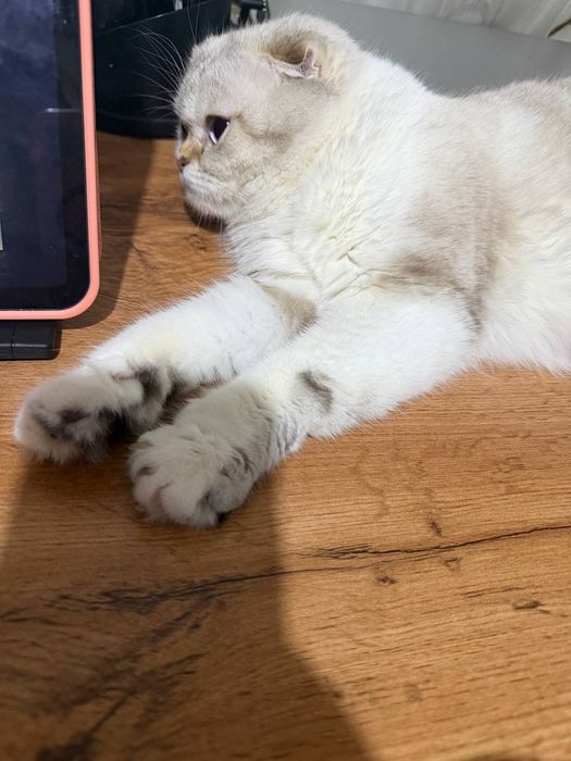 Mushuk sotiladi Scottish fold