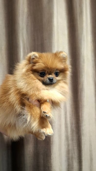 Fetita pomeranian cu pedigree fci