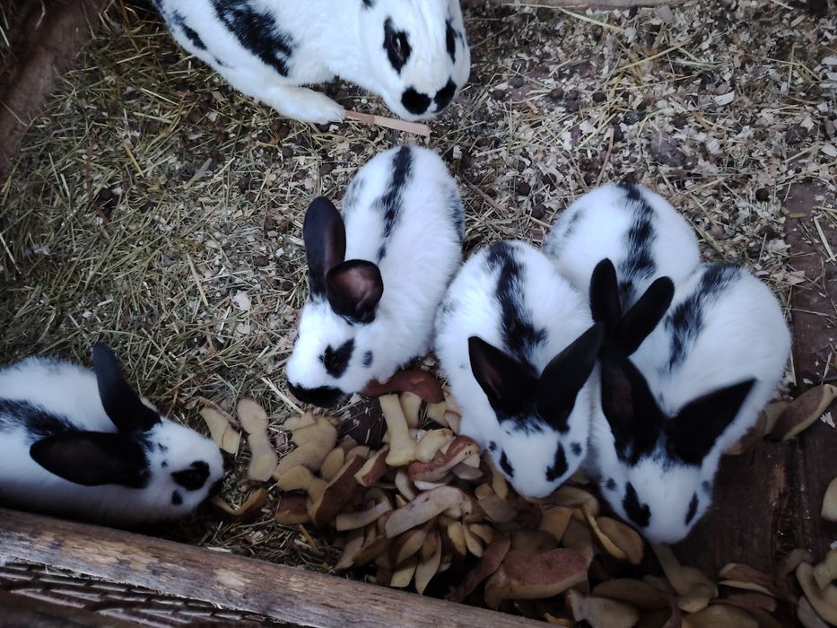 Iepurași fluture german