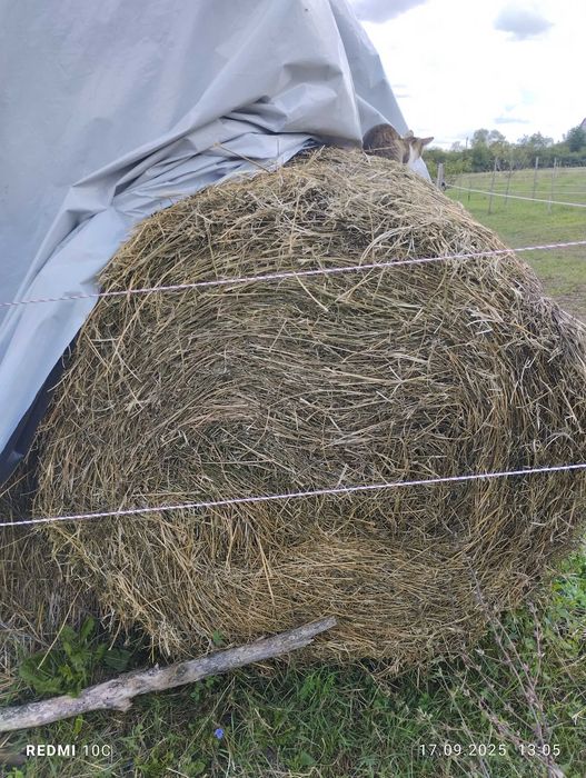 Baloți rotunzi de lucernă treierați