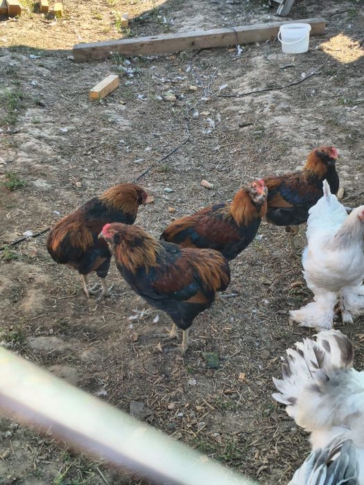Trei Cocoși araucana