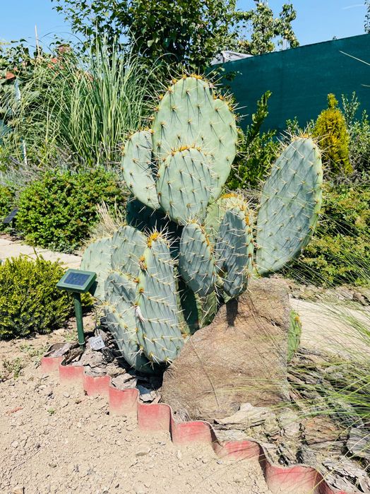 Студоустойчив кактус Опунция