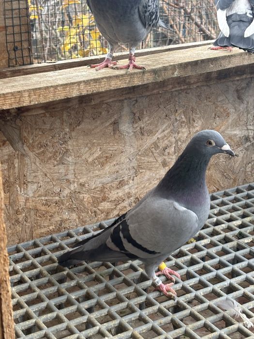 Porumbei Voiajori sport pentru matca