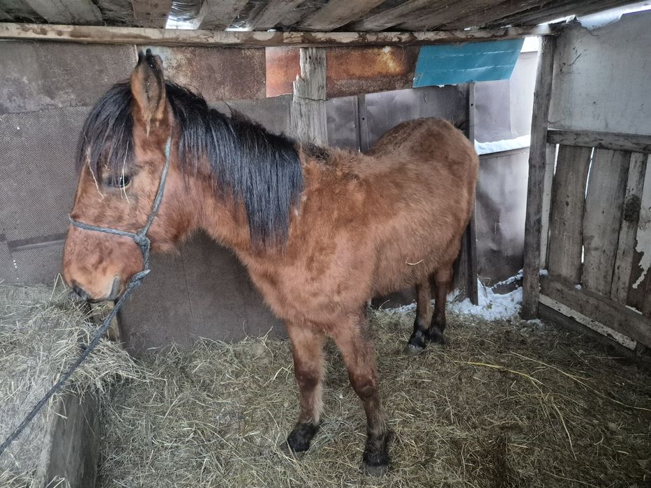Сатылады еркек семиз