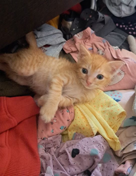 Отдадим котят в добрые руки