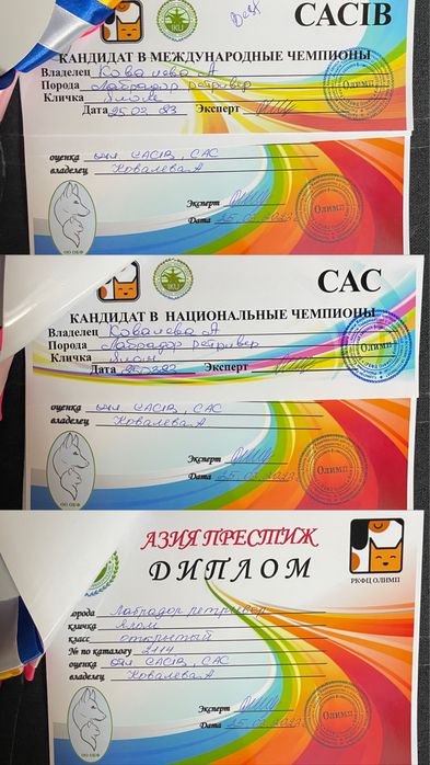 Вязка лабрадор ретривер