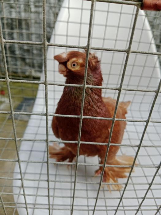 Продам малоносых голубей