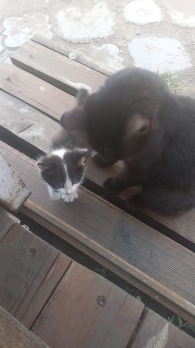 Котёнок мальчик, отдам в добрые руки