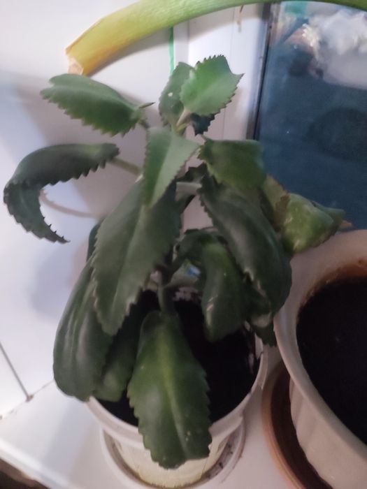 Колонной.. Индийский лук.. Алоэ. Лечебные растения.