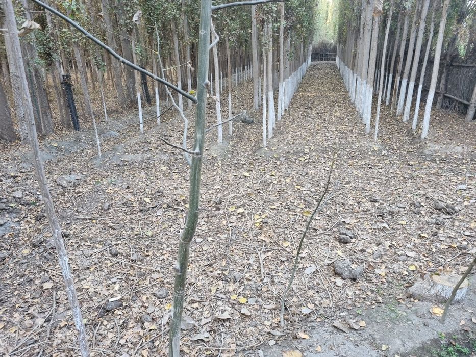 Yer uchastka sotiladi