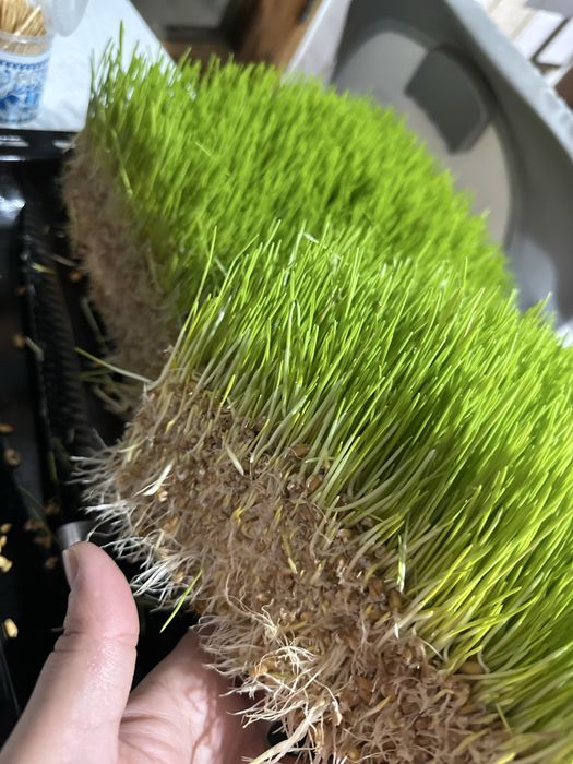 Gidroponika undurilgan bugdoy zakazga