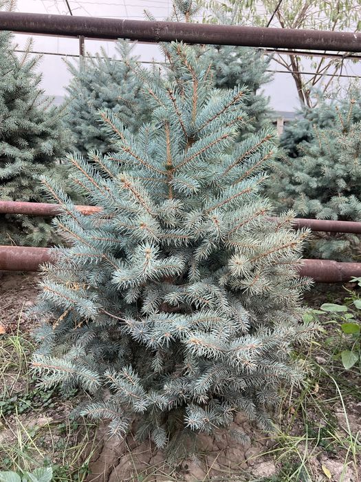 Archa Galubaya El Sotuvda