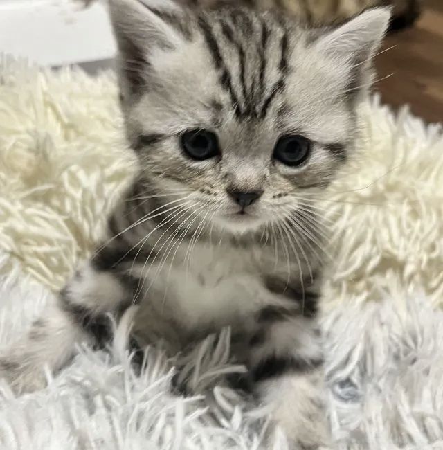 Британские котята