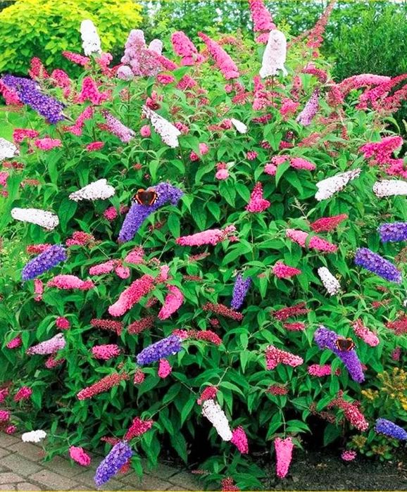 Liliac de vara in 3 culori