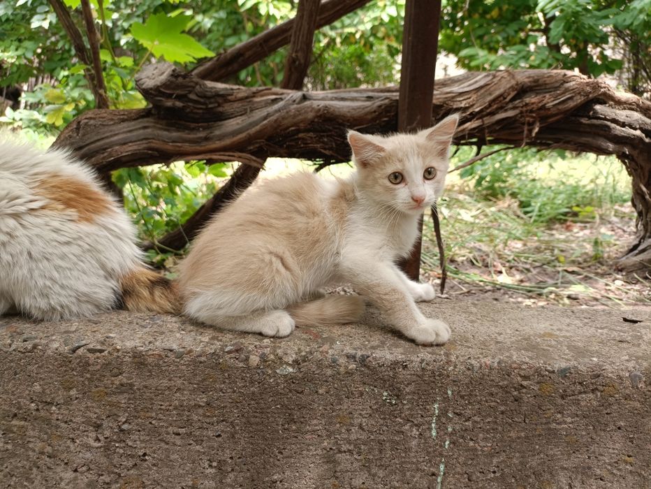 Отдам котенка, мальчик