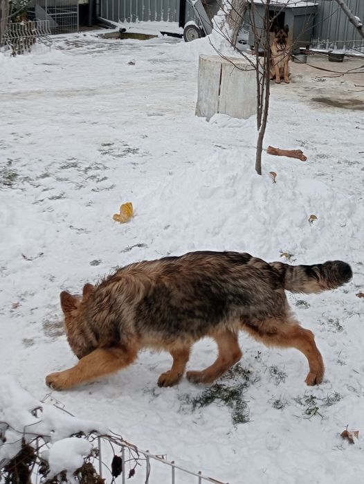 Немецкая овчарка