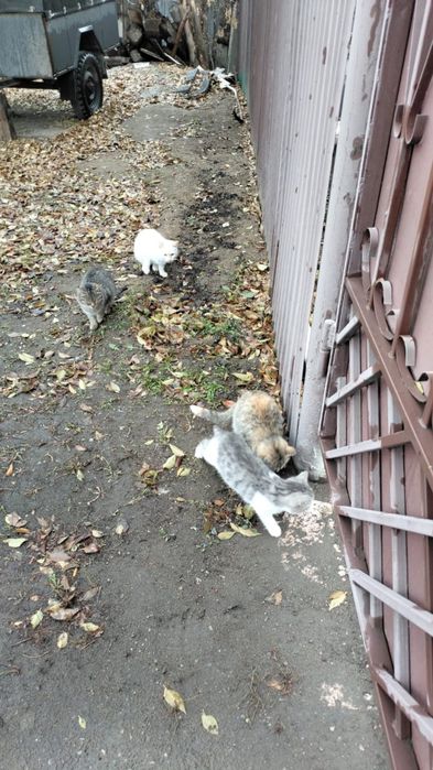 Кошечки в добрые руки.