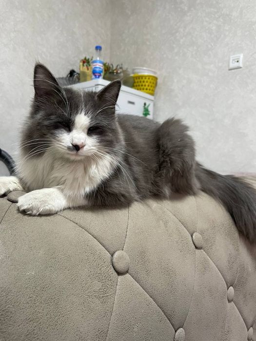 Mushuk бесплатно