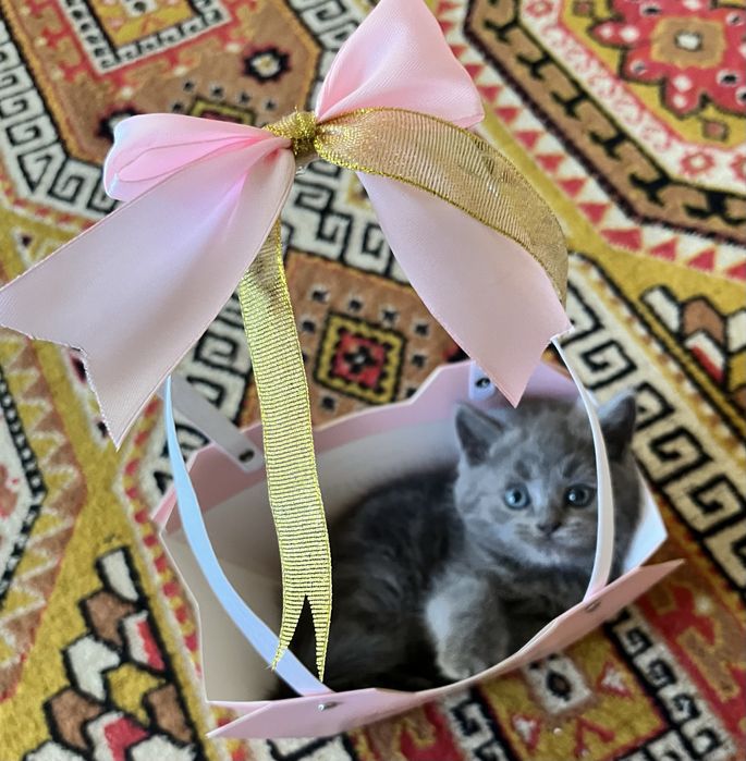 Отдам кошечку в добрые руки