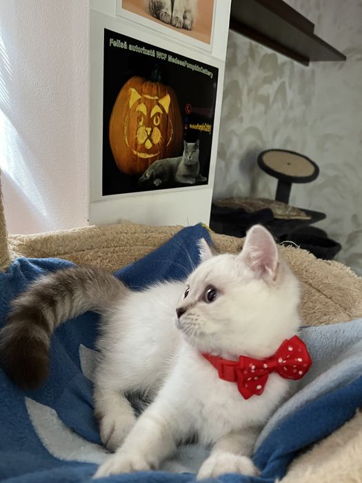 British shorthair ochi albastri shaded point