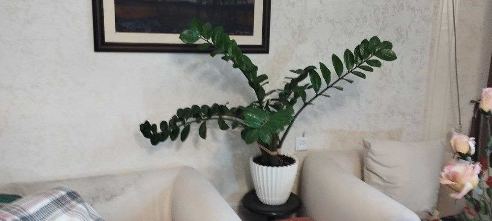 домашний цветок замиакулькас большой