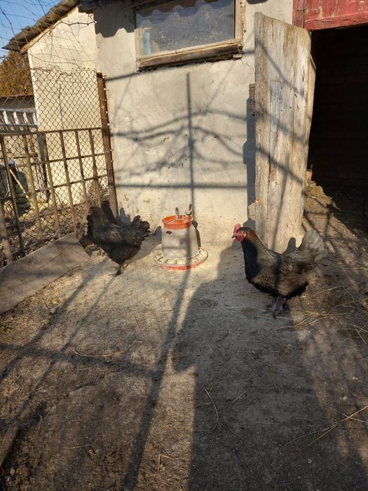 Oua pentru incubat marans