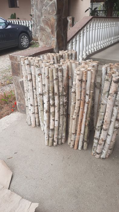 Trunchiuri mesteacan / Tulpini mesteacan