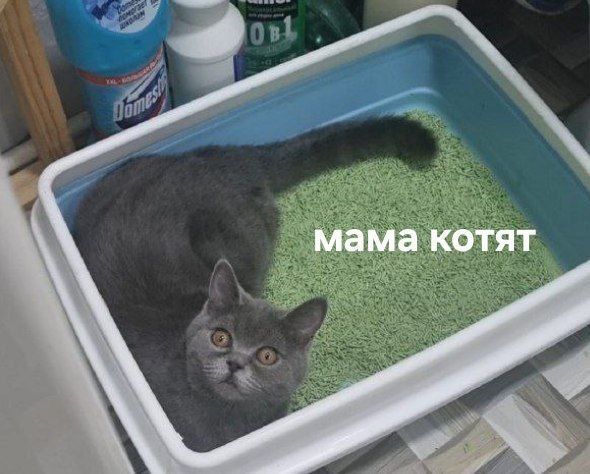 Отдаю в добрые руки, у кого есть опыт