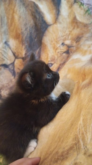 Отдам даром умных котят