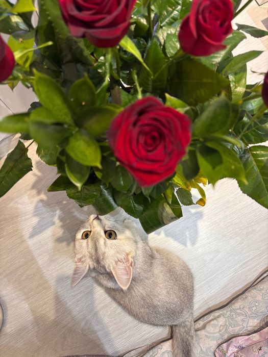 Skotish strayt serebristiy shinshila