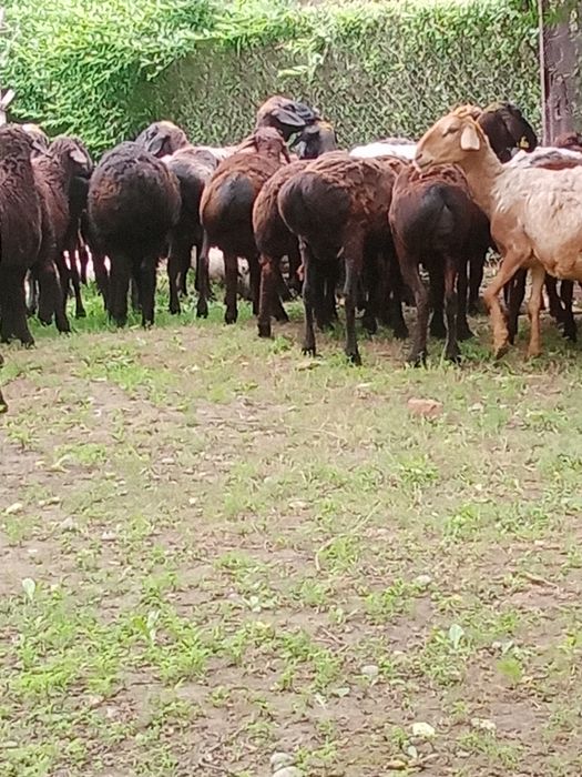 Кой, тоқты сатылады