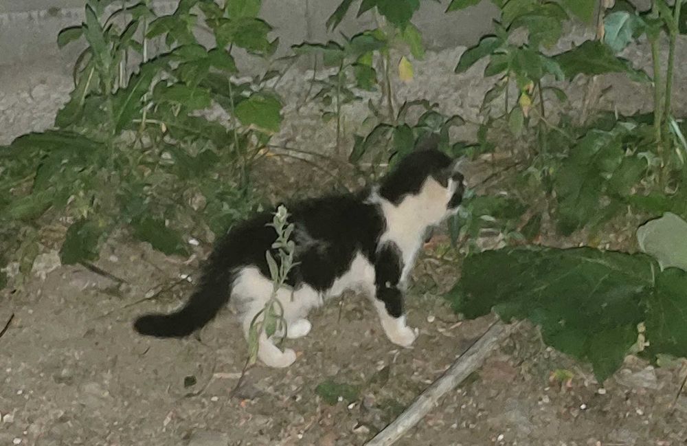 Красавчик котёнок!