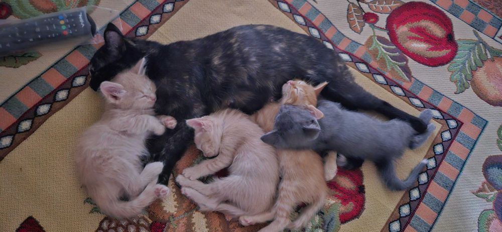 Котята в добрые руки