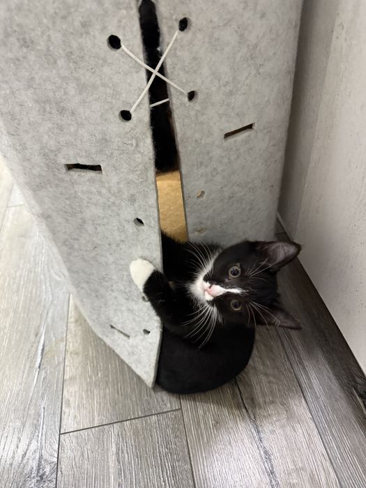 Отдаються котята привитые обученные