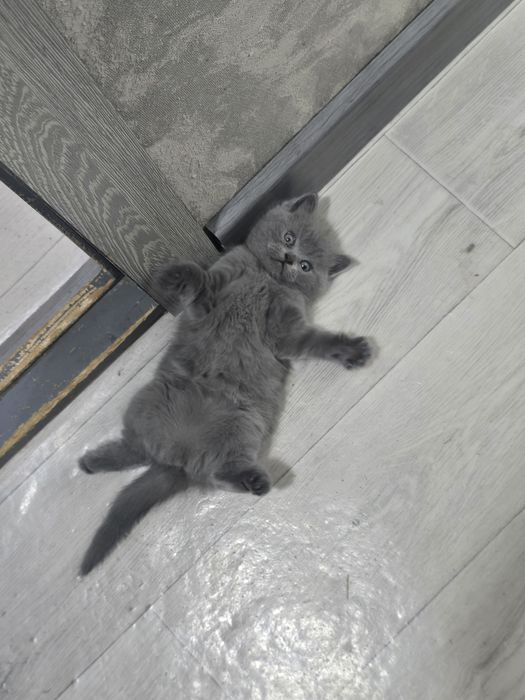 Продается котенок