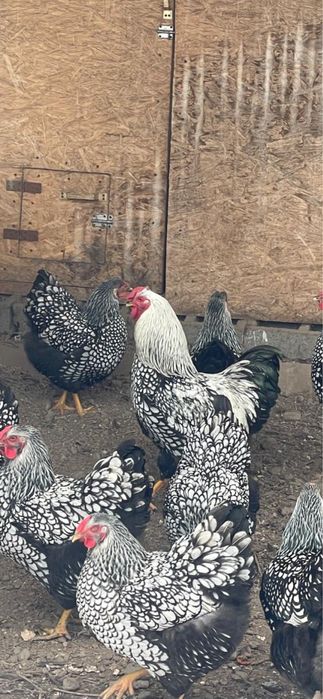 Виандот серебро яйцо